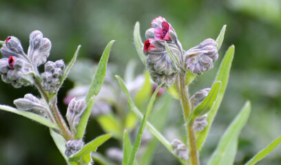 Cynoglossum officinale blooms in nature