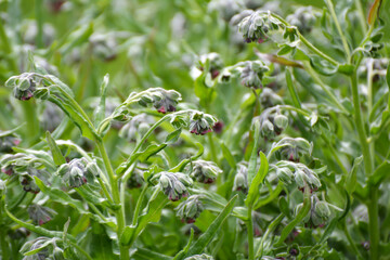 Cynoglossum officinale blooms in nature