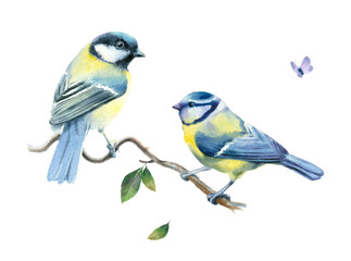 Watercolor painting. Two small birds on a branch on a white background. - 436258416