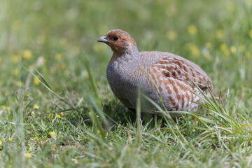 Perdirx grise Perdix perdix en prise rapprochée