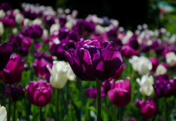 Tulips white and purple in the flowerbed, photo in the afternoon