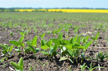 Soybean seedlings on a farm field