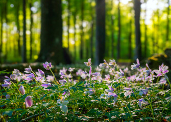 spring flowers in the forest