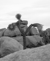 Joshua tree growing in a desert