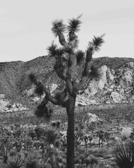 Joshua tree growing in a desert