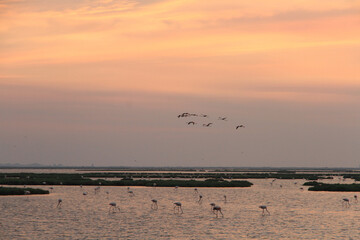 sunset and flamingos