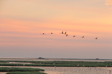 sunset and flamingos