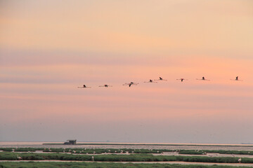 sunset and flamingos
