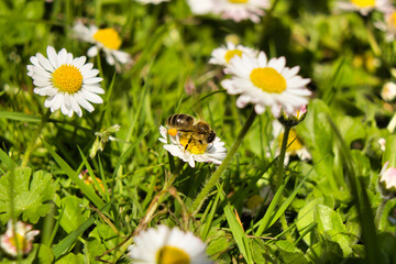 Honey bee on a daisy flower