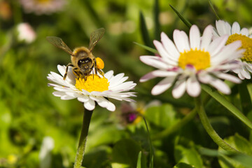 Obraz premium Honey bee on a daisy flower