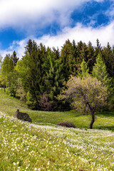 vegetazione alpina con prati fioriti di narcisi