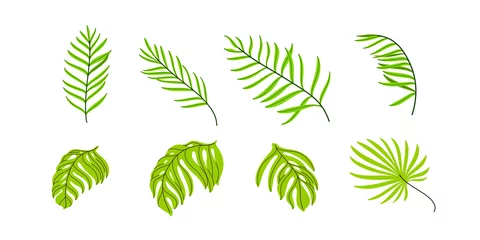 Rolgordijnen zonder boren Tropische bladeren Different types of palm leaves. Contour vector illustration.