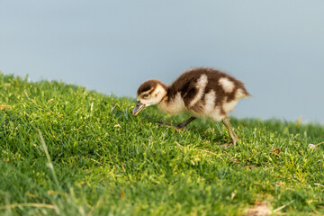 Baby Egyptian goose ( Alopochen aegyptiaca ) in early spring morning in Ramat Gan park. Israel.