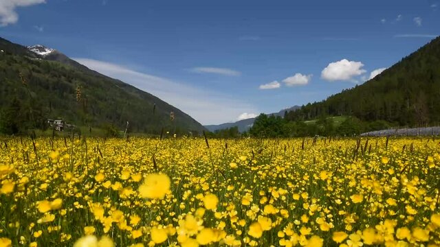 campo fiorito aria vento natura bellezza 