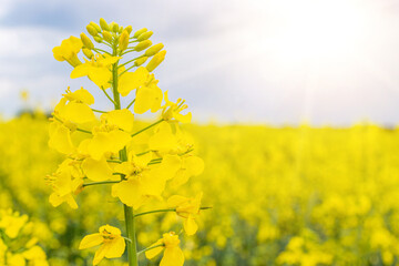 Canola field. Rapeseed plant, colza rapeseed for green energy. Yellow rape flower for healthy food oil on field. Springtime golden flowering.