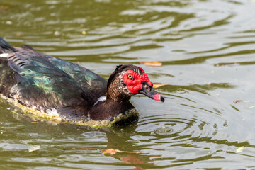 Muscovy duck ( Carina moschata ) in early spring morning in Ramat Gan park. Israel.