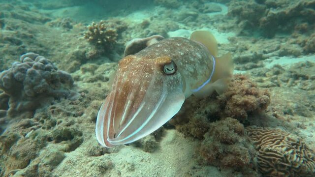 Broadclub cuttlefish or Sepia latimanus hanging out near the coral reef