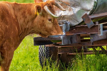 Viehzucht und Milchproduktion