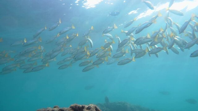 Shoal of fish at the coral reef of Kish Island, Iran