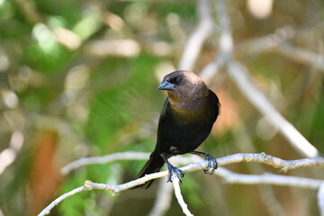 Male Brown Headed Cowbird sits perched in a tree