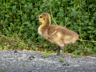 Cute baby gosling, pictures taken at Montezuma National Wildlife Refuge. 