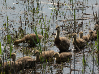 Cute baby gosling, pictures taken at Montezuma National Wildlife Refuge. 