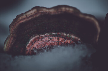 Closeup shot of ice on bracket fungus - perfect for background