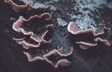 Closeup shot of ice on bracket fungus - perfect for background