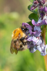Macro shot of a common carder bee (bombus pascuorum) pollinating a bush vetch (vicia sepium) flower