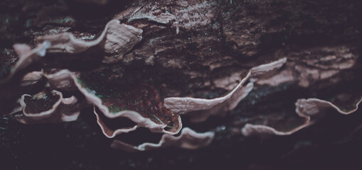 Closeup shot of bracket fungus - perfect for background