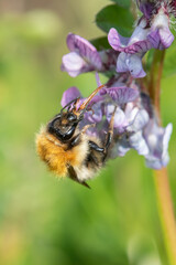 Macro shot of a common carder bee (bombus pascuorum) pollinating a bush vetch (vicia sepium) flower
