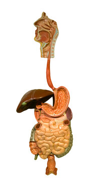 human digestive tract model
