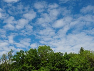 Fototapeta premium Lebensfreude - grüne Bäume und blauer Himmel 