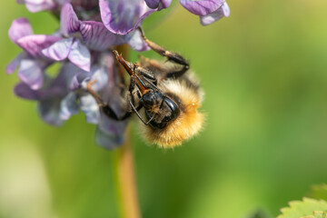 Macro shot of a common carder bee (bombus pascuorum) pollinating a bush vetch (vicia sepium) flower