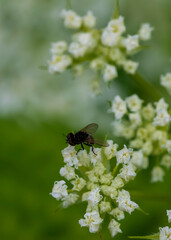 bee on a flower