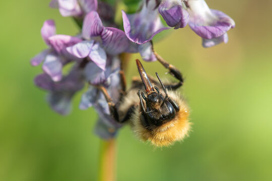 Macro shot of a common carder bee (bombus pascuorum) pollinating a bush vetch (vicia sepium) flower