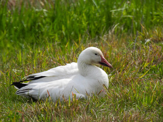 Snow Goose pictured at Montezuma National Wildlife Refuge