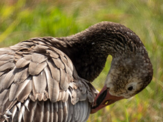 Fototapeta premium Snow Goose pictured at Montezuma National Wildlife Refuge