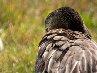 Obraz premium Snow Goose pictured at Montezuma National Wildlife Refuge