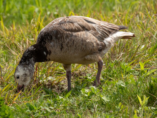 Snow Goose pictured at Montezuma National Wildlife Refuge