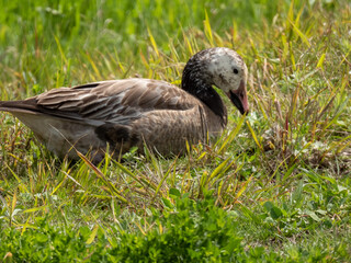 Snow Goose pictured at Montezuma National Wildlife Refuge