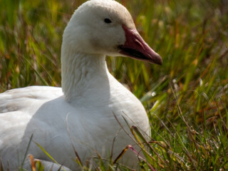 Snow Goose pictured at Montezuma National Wildlife Refuge