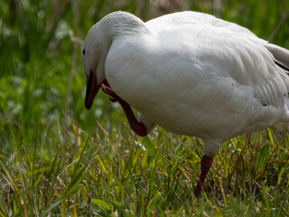 Fototapeta premium Snow Goose pictured at Montezuma National Wildlife Refuge