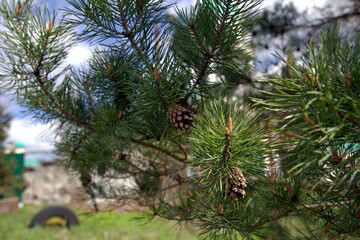 Fototapeta na wymiar pine tree with cones (сосновые шишки), сосна