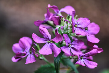 Violet Annual honesty (Lunaria annua) flowers
