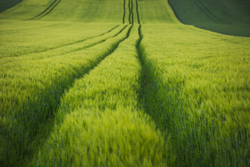 traces de tracteur dans un champ bien vert de céréales au printemps