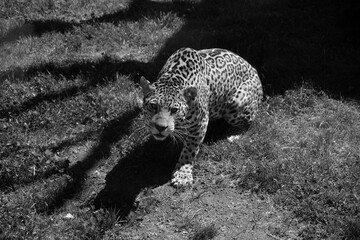 Jaguar is a cat, a feline in the Panthera genus only extant Panthera species native to the Americas. Jaguar is the third-largest feline after the tiger and lion, and the largest in the Americas. © Daniel Meunier