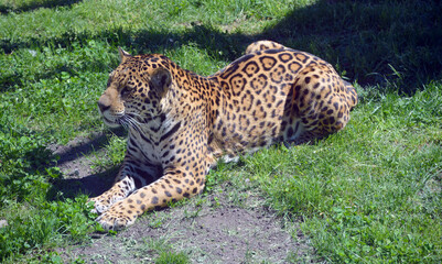 Jaguar is a cat, a feline in the Panthera genus only extant Panthera species native to the Americas. Jaguar is the third-largest feline after the tiger and lion, and the largest in the Americas. © Daniel Meunier