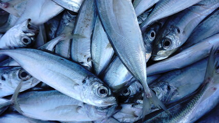 Obraz premium fresh fish on the market close up