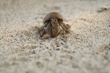 Happy tropical hermit-crab comes to say hi. Beach, animal, tropical animal, sand, vacation.